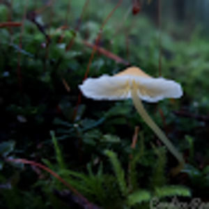 Meet your Posher, Candice